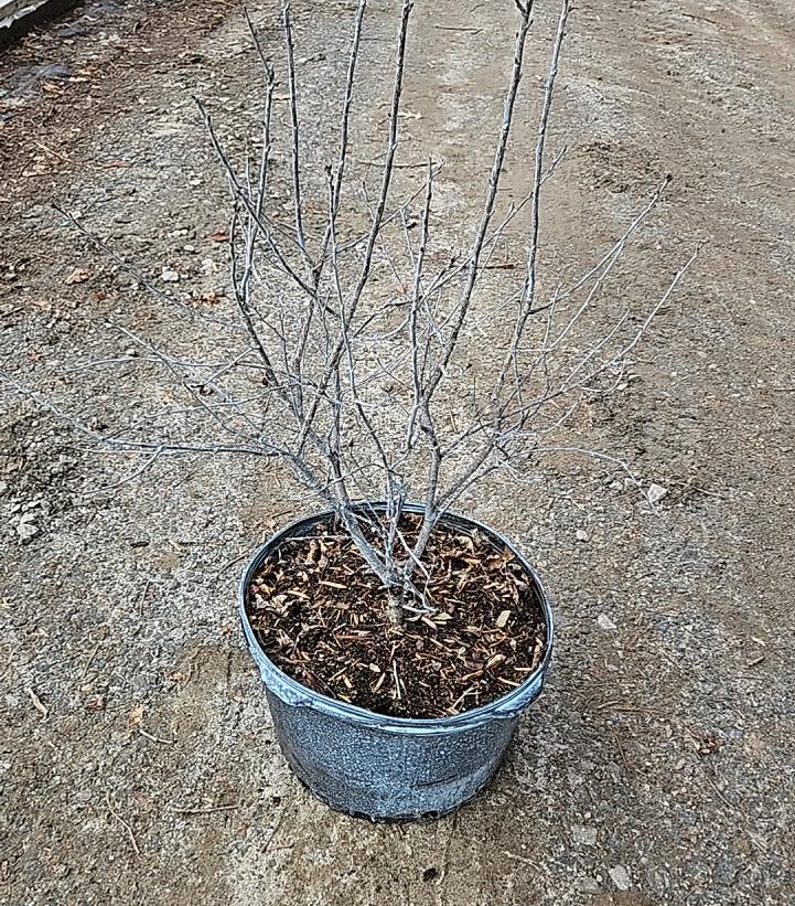 PRUNUS ROMANCE `CUPID` CHERRY TART