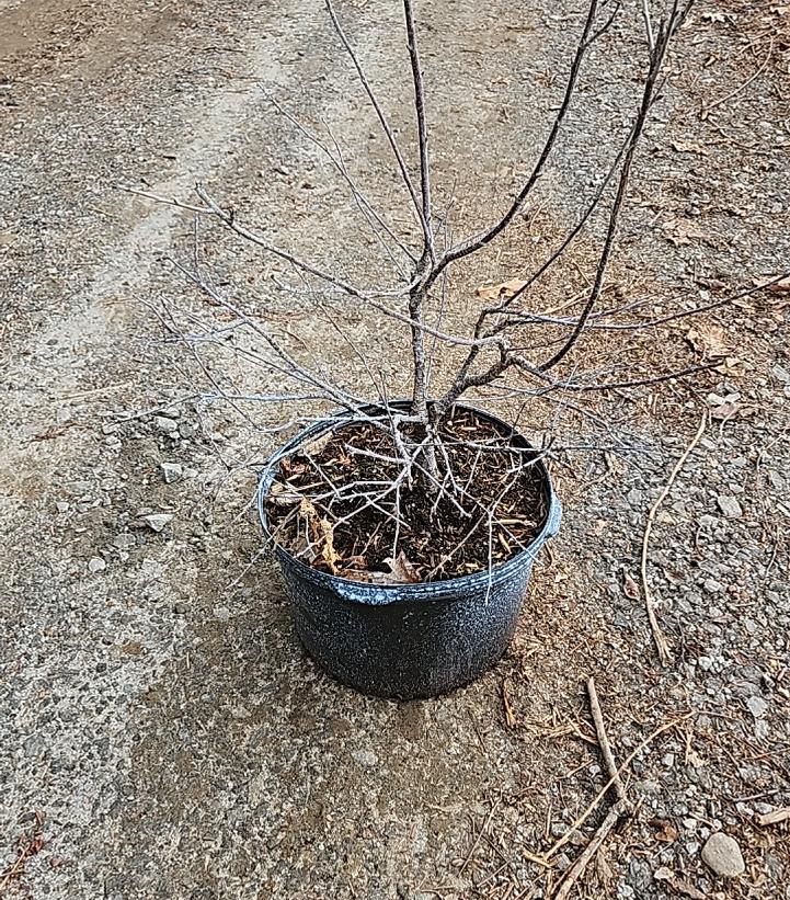 PRUNUS ROMANCE `VALENTINE` CHERRY TART