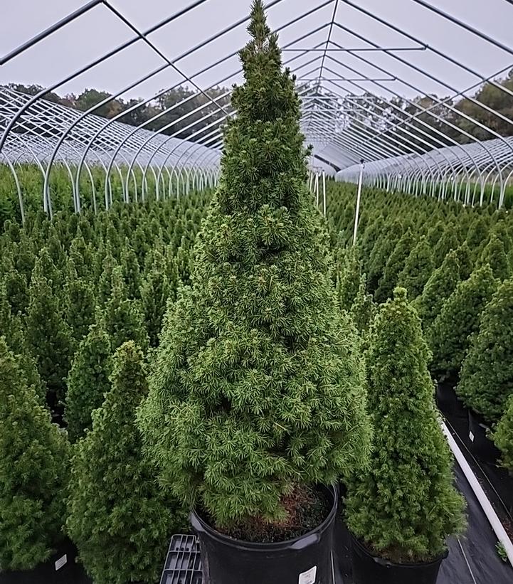 PICEA GLAUCA `CONICA`