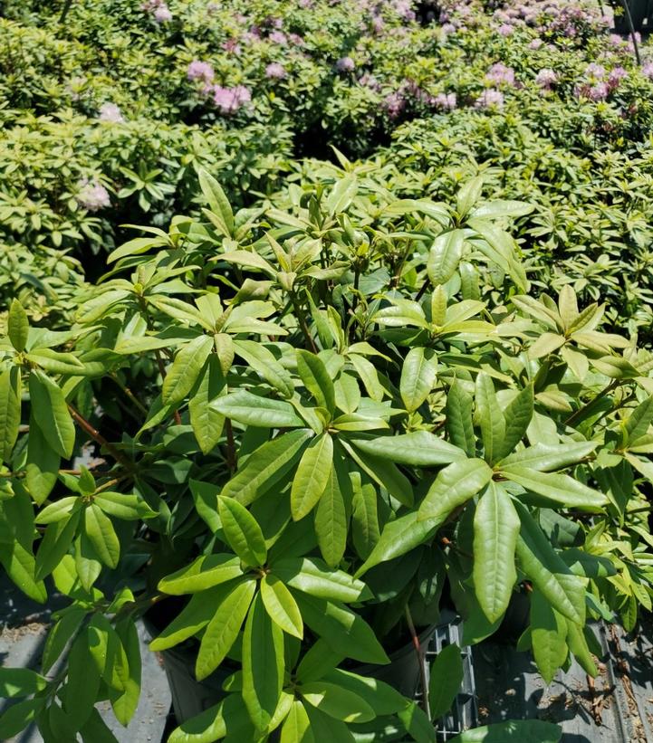 RHODODENDRON MAXIMUM `INDEPENDENCE`