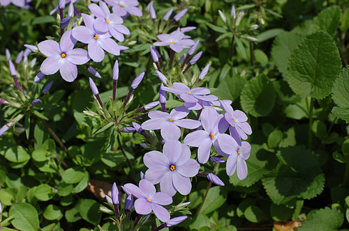 PHLOX STOLONIFERA