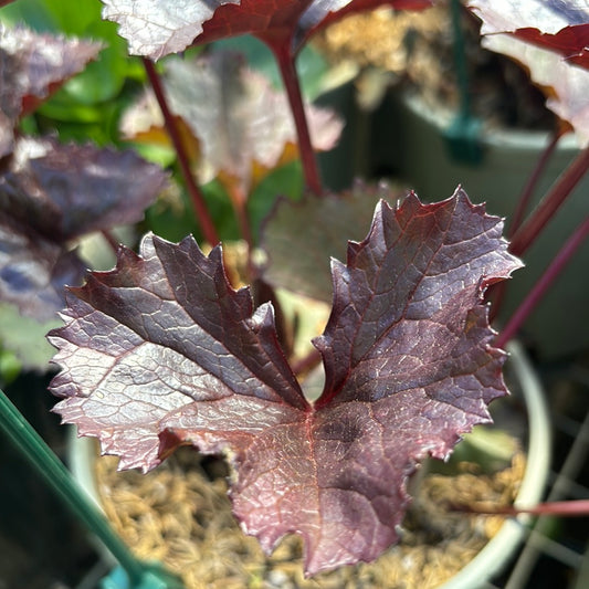 LIGULARIA DENTATA `BRITT MARIE CRAWFORD`