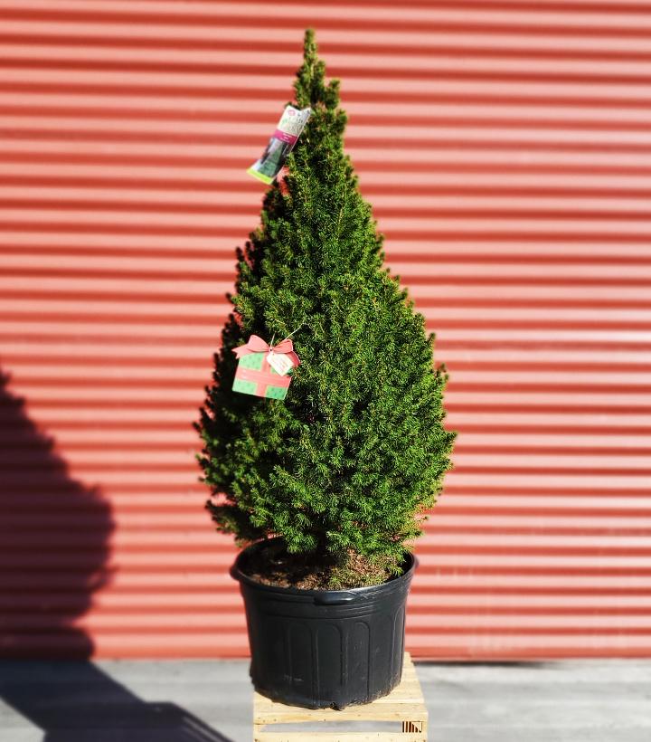 PICEA GLAUCA `CONICA`