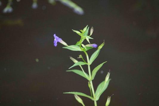 Mimulus ringens Eco59 3.42L