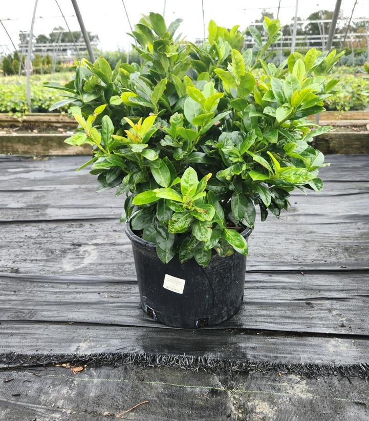 PRUNUS LAUROCERASUS `GREEN GOBLET`