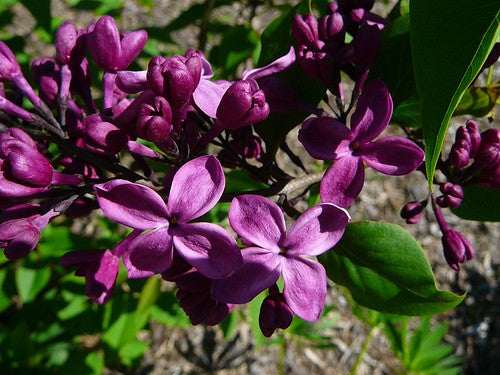 SYRINGA vul. Monge-Common lilac