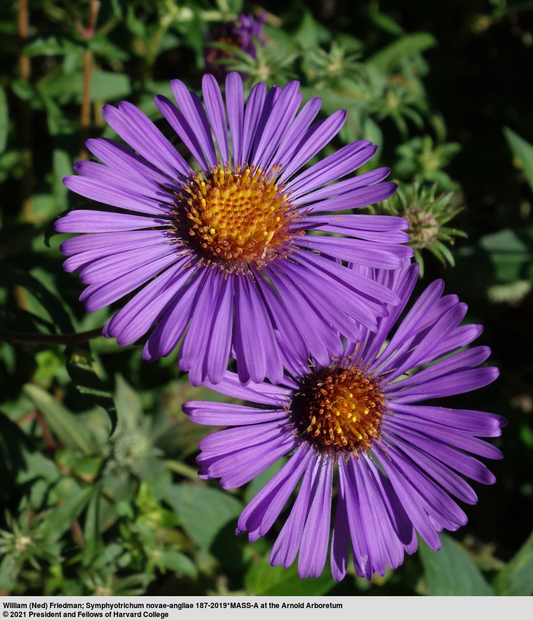 Symphyotrichum novae-angliae Eco59 3.42L