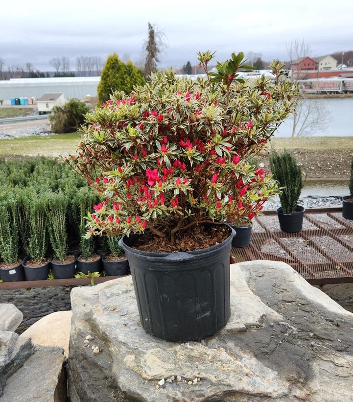 AZALEA X 'SILVER SWORD'