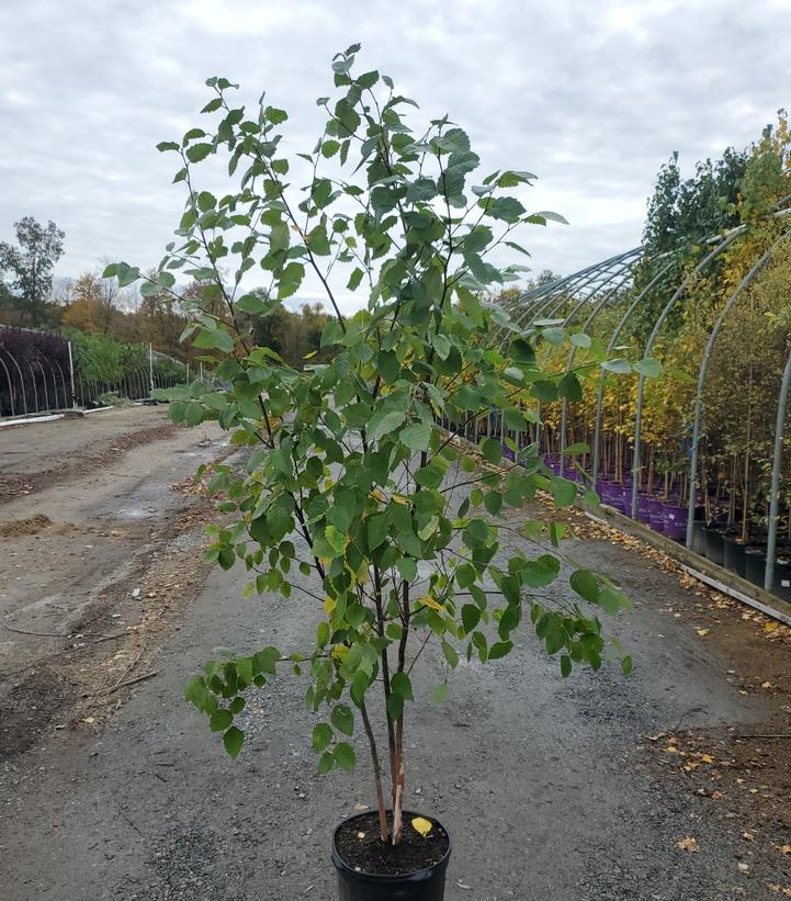 BETULA NIGRA `CITY SLICKER` - CLUMP