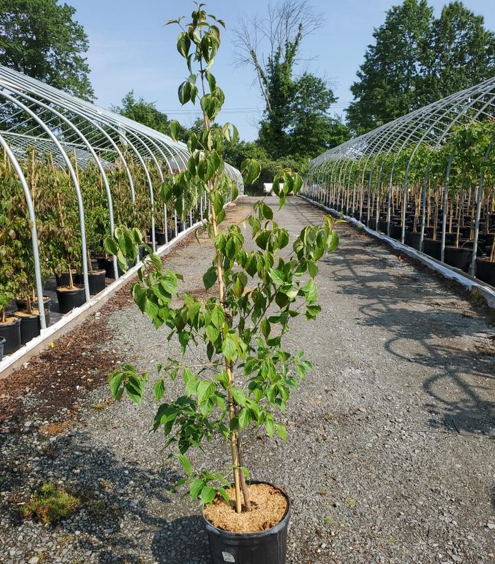 CORNUS KOUSA `MILKY WAY`