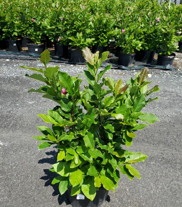 MAGNOLIA LILIIFLORA `ANN`