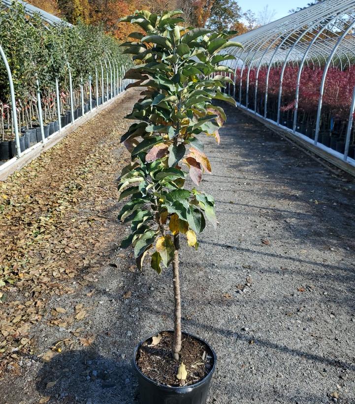 MALUS `NORTHPOLE` (APPLE)