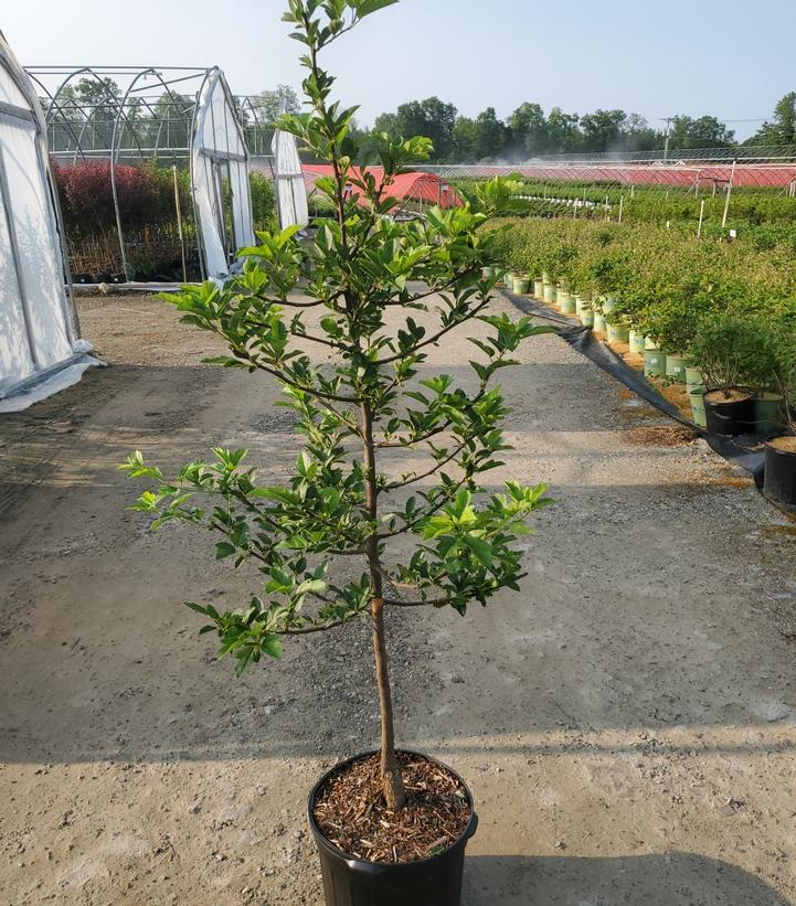 MALUS SARGENTII