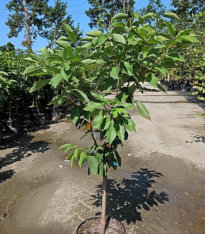 PRUNUS - 3 IN 1 COLD CLIMATE (CHERRY)
