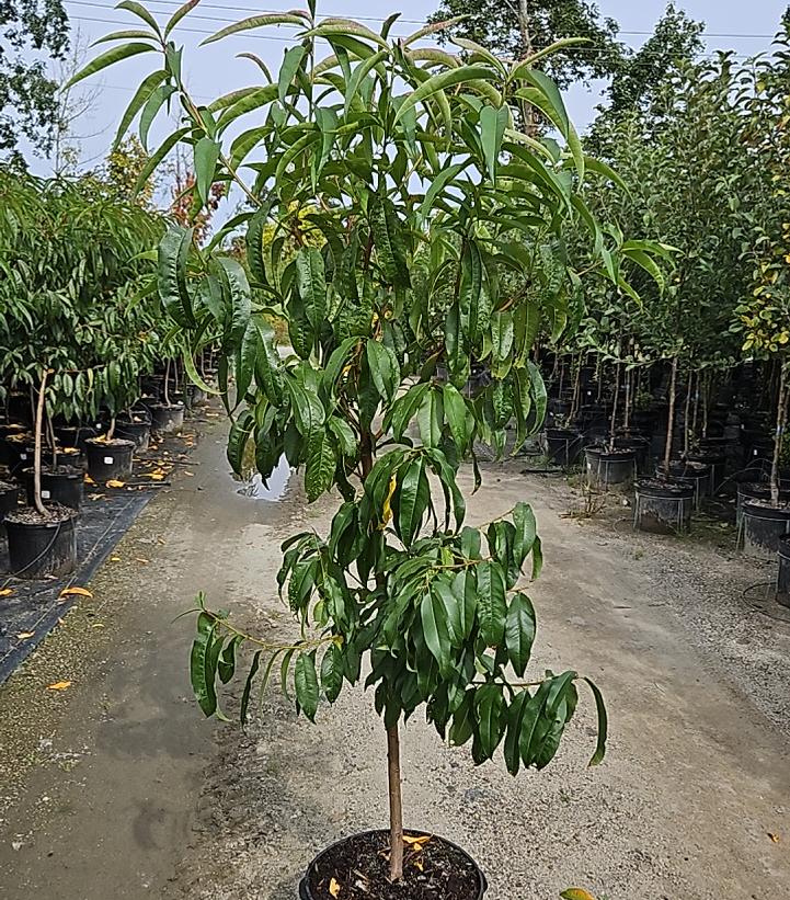 PRUNUS `MADISON` PEACH