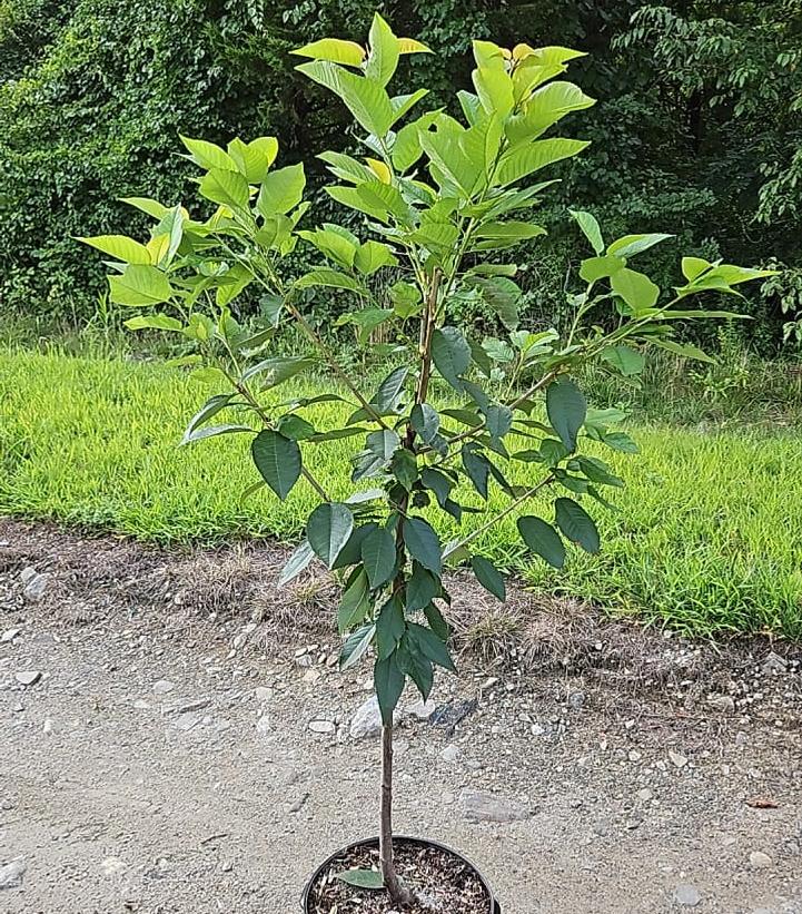 PRUNUS `STELLA` CHERRY SWEET