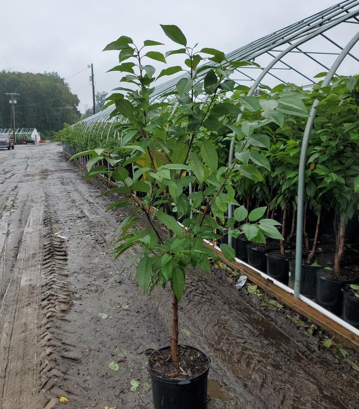 PRUNUS AVIUM `BLACK YORK` CHERRY SWEET