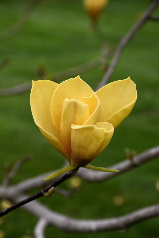 MAGNOLIA x Judy Zuk-Hybrid magnolia