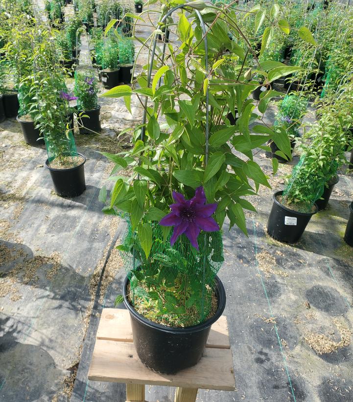 CLEMATIS `EDDA`