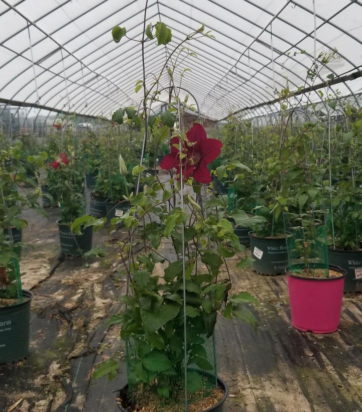 CLEMATIS `REBECCA`