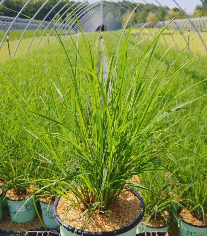 ANDROPOGON GERARDII `BLACKHAWKS`
