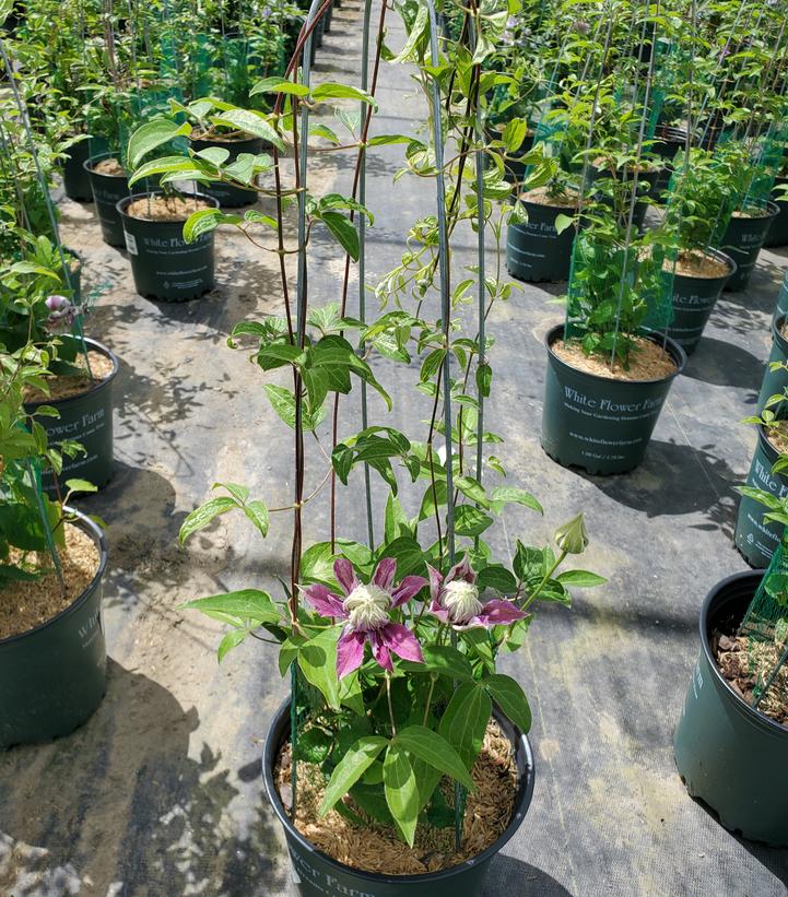 CLEMATIS `JOSEPHINE`
