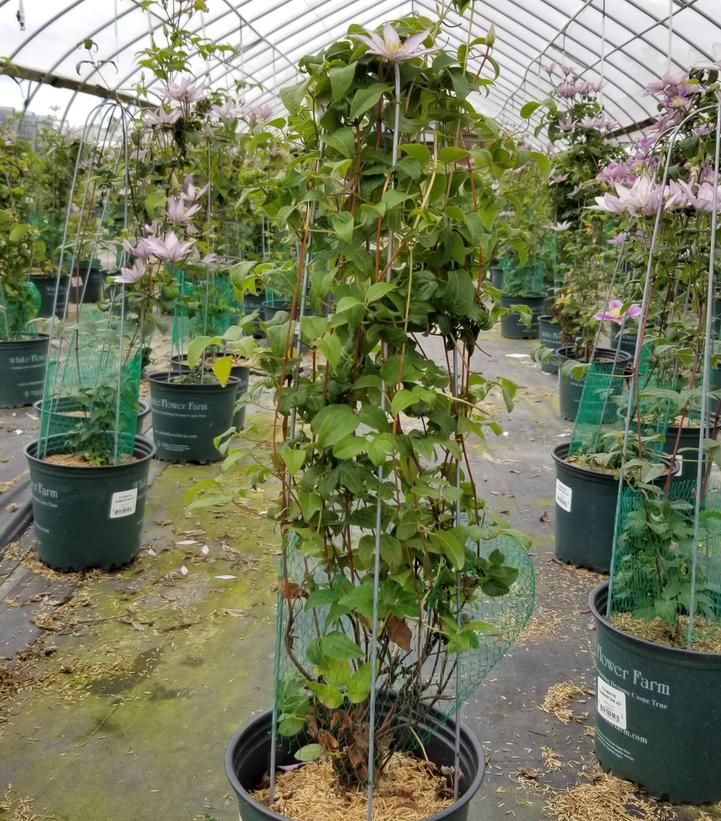 CLEMATIS `SAMARITAN JO`