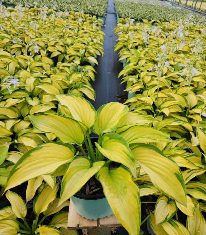 HOSTA `STAINED GLASS`