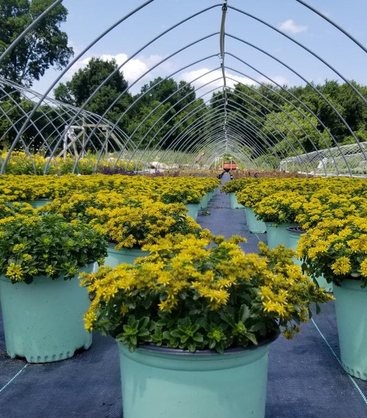 SEDUM `LITTLE MISS SUNSHINE`