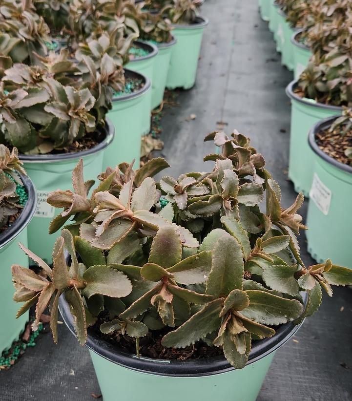 SEDUM TELEPHIUM `PEACH PEARLS`