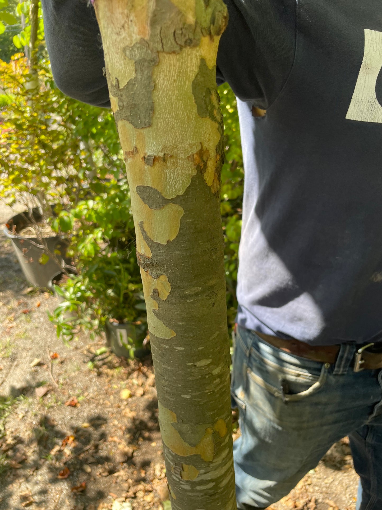 Platanus Occidentalis 25gal 2" 10-12'