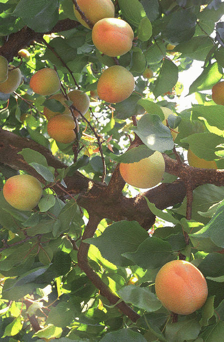 PRUNUS `WENATCHEE MOORPARK` APRICOT-Apricot