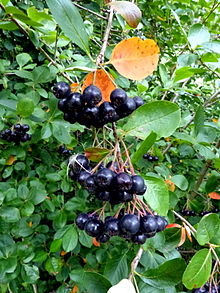 ARONIA MELANOCARPA `VIKING`
