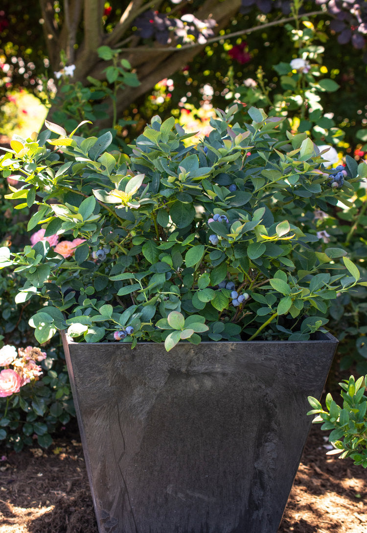 VACCINIUM CORYMBOSUM `SILVER DOLLAR`