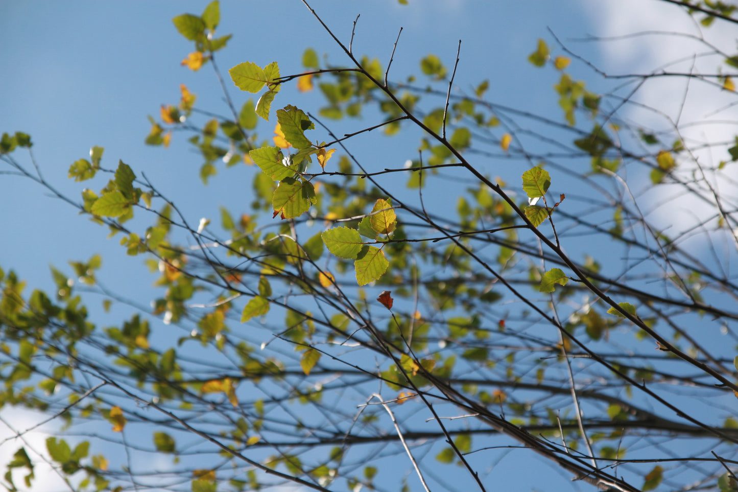 BETULA nigra Heritage'-River birch