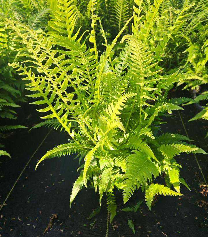 THELYPTERIS NOVEBORACENSIS