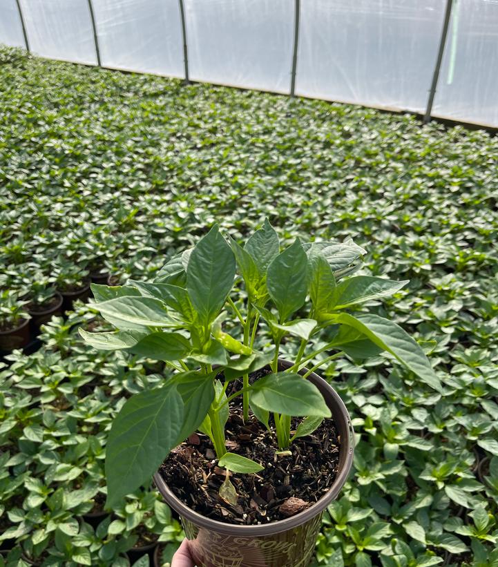 PEPPER `BIG BERTHA` (SWEET)