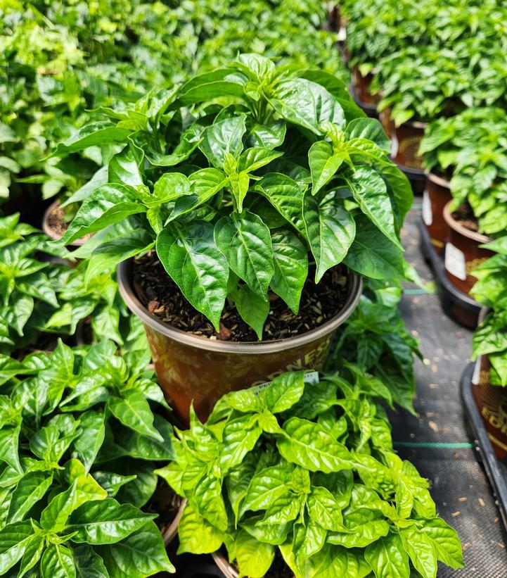 PEPPER `RED HABANERO` (HOT HABANERO)