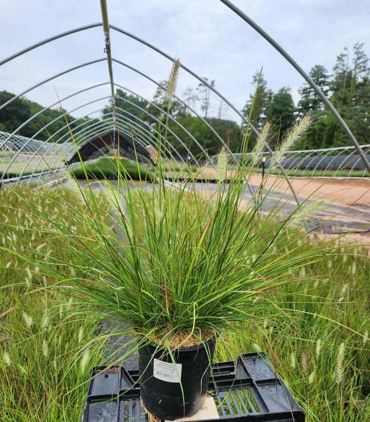 PENNISETUM ALOPECUROIDES `BURGUNDY BUNNY`