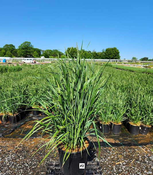 CALAMAGROSTIS ARUNDINACEA `KARL FOERSTER`