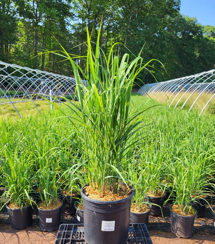 MISCANTHUS SINENSIS `PURPURESCENS`