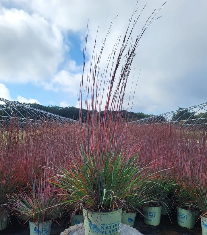 SCHIZACHYRIUM SCOPARIUM `STANDING OVATION`