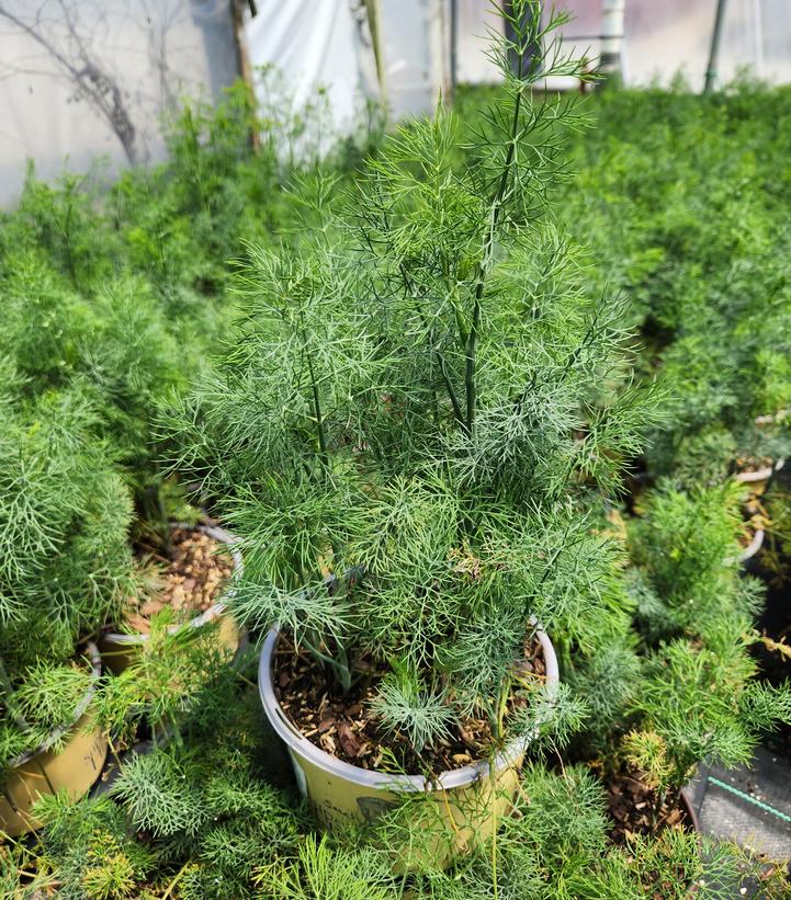 ANETHUM GRAVEOLENS - FERNLEAF DILL