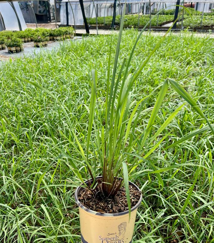CYMBOPOGON CITRATUS - LEMONGRASS