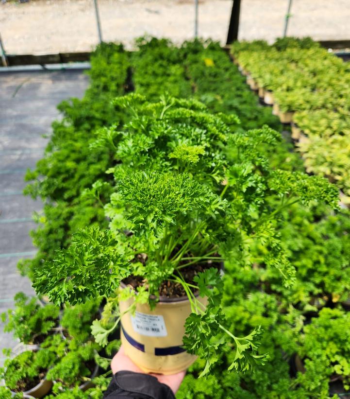 PETROSELINUM CRISPUM `TRIPLE CURLY`