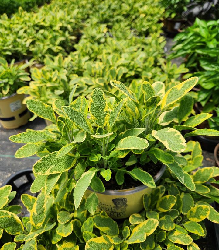 SALVIA OFFICINALIS `ICTERINA` - GOLDEN SAGE