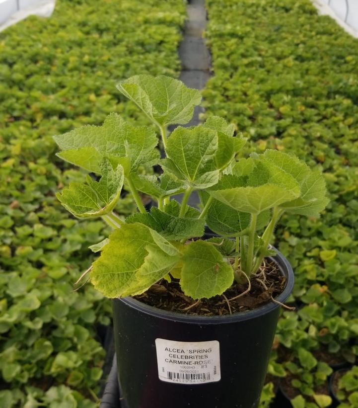 ALCEA `SPRING CELEBRITIES CARMINE-ROSE`
