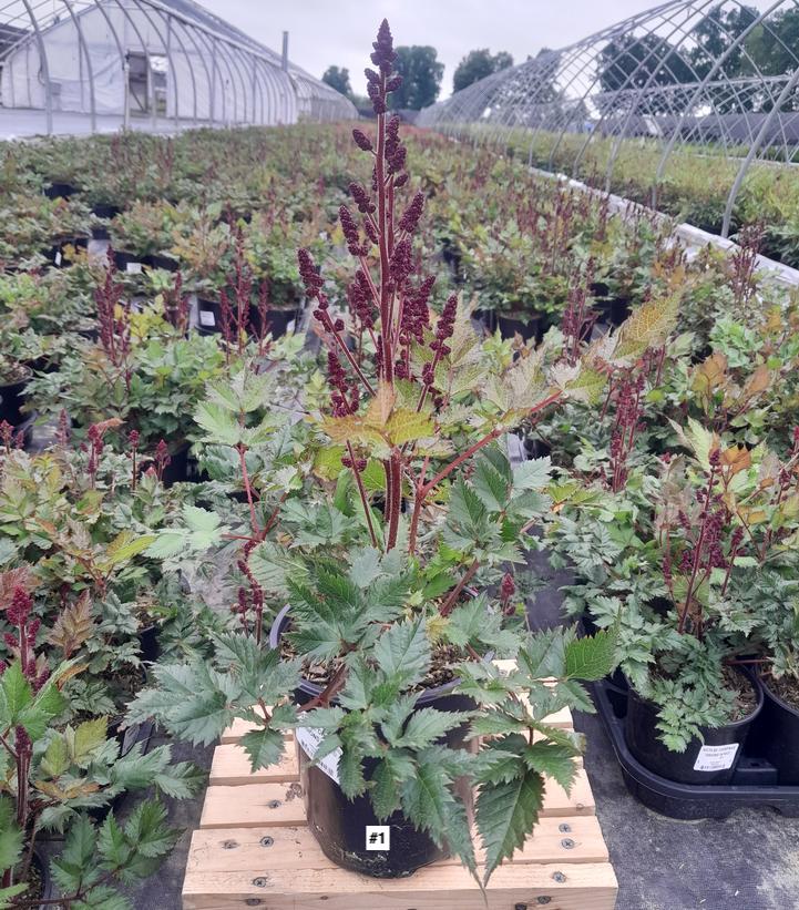 ASTILBE CHINENSIS `VISIONS IN RED`