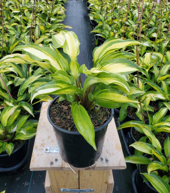 HOSTA `ISLAND BREEZE`
