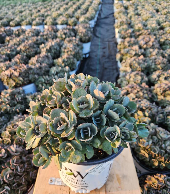 SEDUM ROCK `N ROUND `SUPERSTAR`